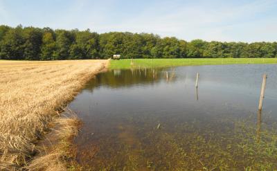   Fotoet viser en kornmark, der er delvist oversvømmet af regnvand. En del af kornet står under vand. I baggrunden ses et grønt skovbælte