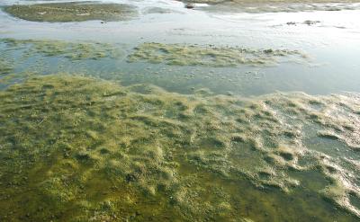  Fotoet viser et vådområde med lave pytter. Der er en del alger og plankton, der gør jord- og sandbund grøn