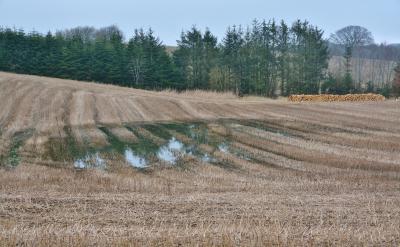   Fotoet viser en delvist oversvømmet kornmark. Vandet har samlet sig i fordybninger i marken. I baggrunden ses grønne træer